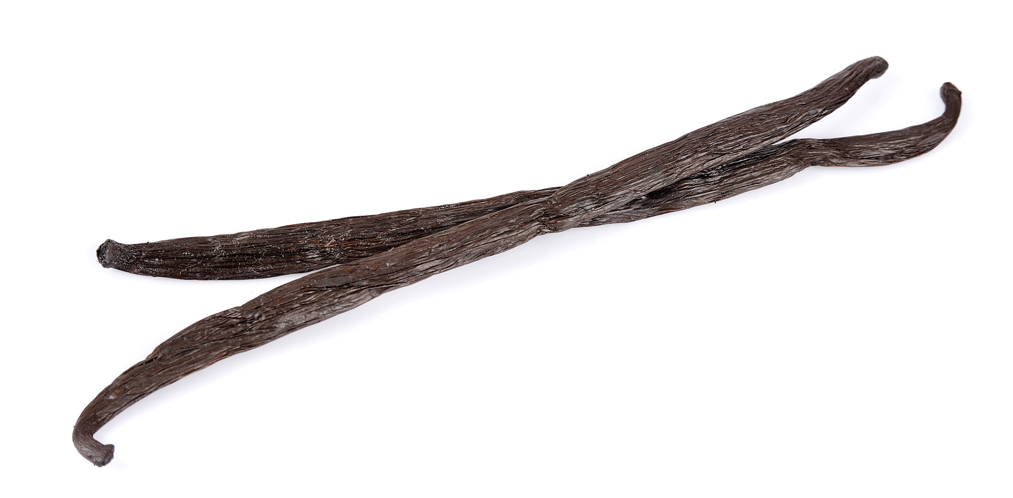 Gousse vanille . Taille 14-15cm