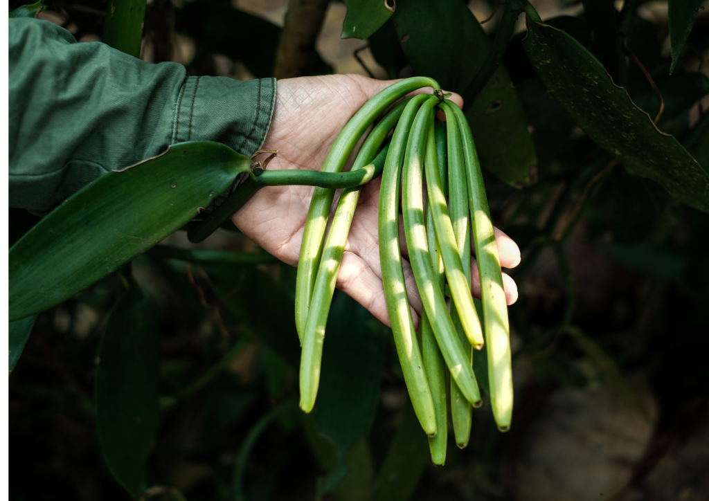 Pollinisation manuelle de la vanille à Madagascar